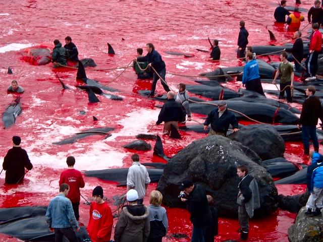 Убийство дельфинов в Дании