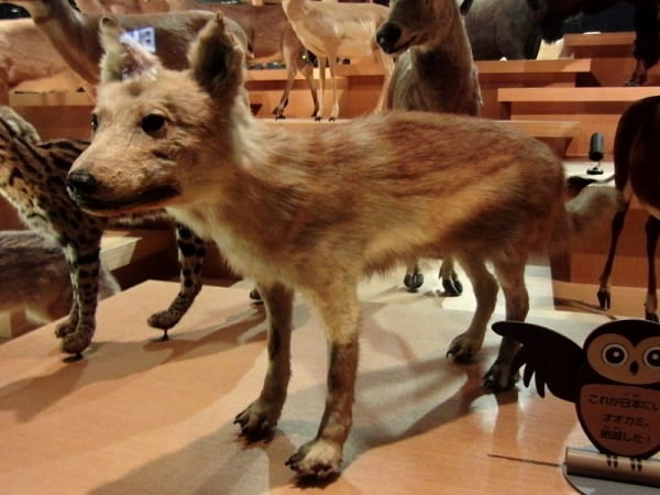 Японский хондосский волк или шаману