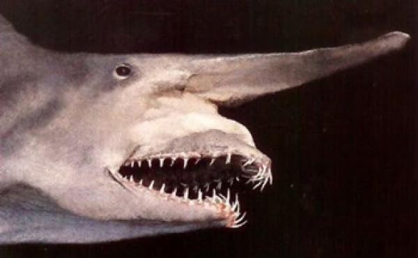 Акула домовой (акула гоблин)